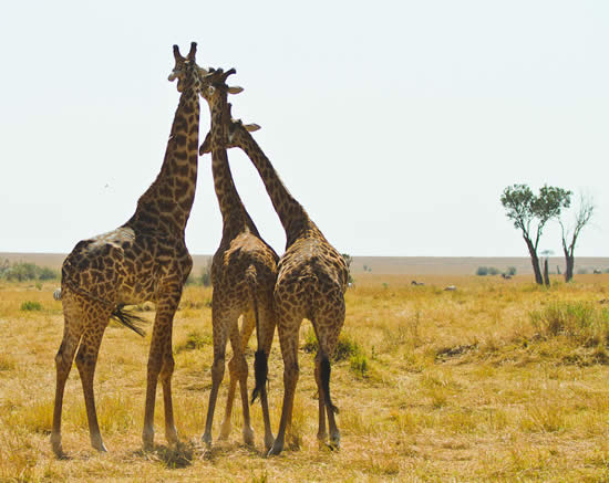 【肯尼亚JD】广东去非洲肯尼亚动物追踪8天游,暑假肯尼亚跟团费用
