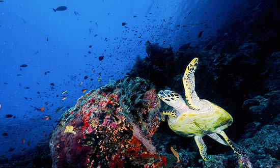 想去考个潜水证，东南亚潜水胜地及考潜水证的好去处!沙巴/泰国龟岛潜水游记！