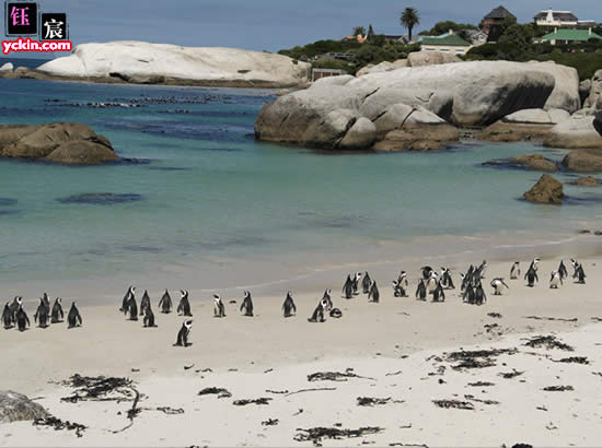 南非旅游必去景点 南非旅游景点全攻略：海豹岛