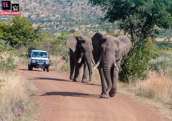 南非旅游必去景点 南非旅游景点全攻略：比林斯堡野生动物区